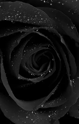 26+ Черная Роза обои на телефон от denis.ilin