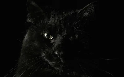 Обои Черная кошка на черном фоне на рабочий стол, страница | кошки разные |  Постила