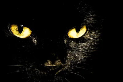 Черная кошка обои на телефон - 70 фото