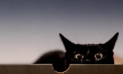 Скачать обои Black Cat (Глаза, Морда, Чёрная кошка) для рабочего стола  1920х1080 (16:9) бесплатно, Фото Black Cat Глаза, Морда, Чёрная кошка на  рабочий стол. | WPAPERS.RU (Wallpapers).