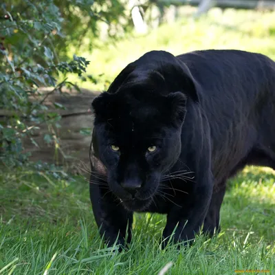 Черная пантера заставка на телефон - 71 фото