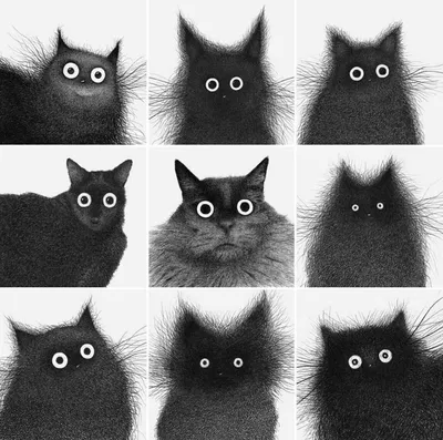 Чёрная кошка, белый кот | Пикабу