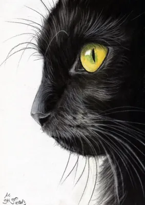 черная кошка в разных позициях Иллюстрация вектора - иллюстрации  насчитывающей глаза, кошачий: 225467900