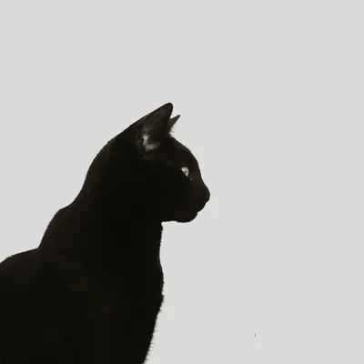 Черная кошка картина - 66 фото