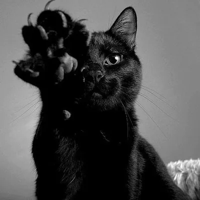 Черная кошка картинки