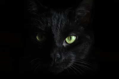 Чёрная кошка (Marvel Comics) — Википедия