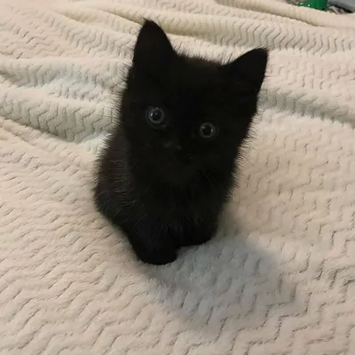 Черная кошка картинки фотографии