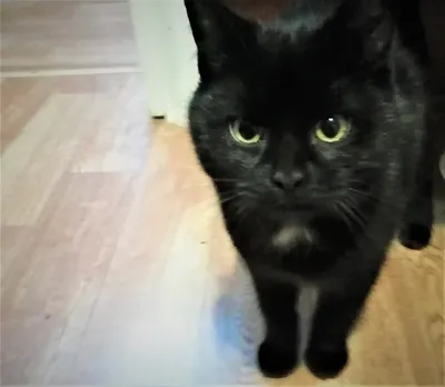 Найдена черная кошка, возраст 10 лет, Студенческая ул., 26 к1, СПб |  Pet911.ru