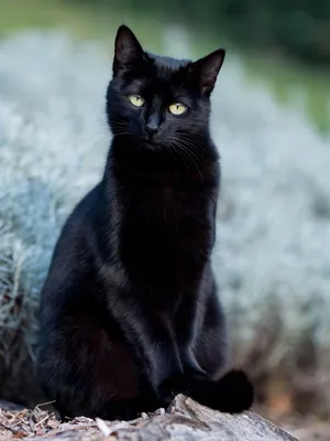 Черная кошка: миф или примета? | Мир разнообразия | Дзен