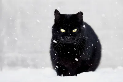 Черная кошка картинки - 71 фото