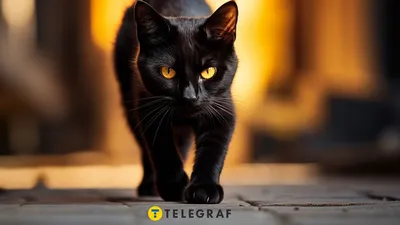 черная кошка смотрит зелеными глазами, картинки кошачьи глаза фон картинки  и Фото для бесплатной загрузки