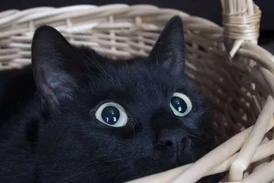 Черная кошка, крупный план :: Стоковая фотография :: Pixel-Shot Studio