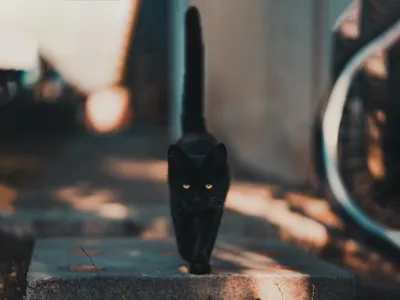 Бесплатные Черная кошка сидит стоковые фотографии | FreeImages