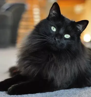 Найдена чёрная кошка на пр. Ленина, 23, Абакан | Pet911.ru