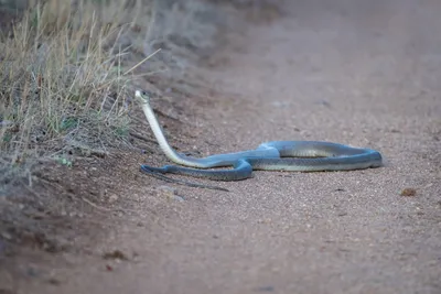 Wiki Nature - Черная мамба. Чёрная мамба (лат. Dendroaspis polylepis) —  ядовитая змея, одна из самых опасных и ядовитых в Африке. Достигает в длину  2,5—3 метров, отдельные экземпляры до 4,5 метров в