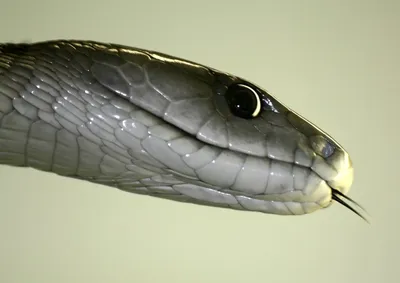 Бесплатный STL файл Древняя змея Черная мамба 🐉・Объект для скачивания и 3D  печати・Cults