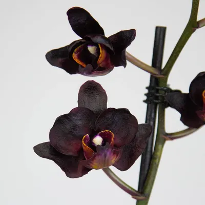 Черная орхидея картинки