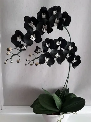 Черная орхидея из фоамирана в кашпо в интернет-магазине Ярмарка Мастеров по  цене 1400 ₽ – B0J9XRU | Композиции, Брест - доставка по России | Орхидея, Черная  орхидея, Цветки орхидеи