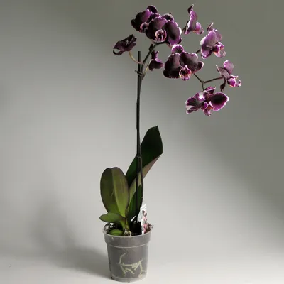Чёрная орхидея фаленопсис Блэк Берд купить в Москве