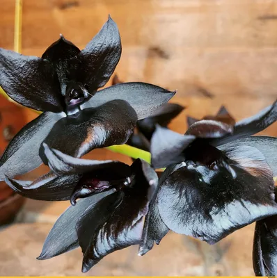 орхидея :: черная орхидея :: цветы / смешные картинки и другие приколы:  комиксы, гиф анимация, видео, лучший интеллектуальный юмор.