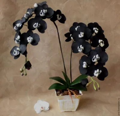 орхидея | Черная орхидея, Орхидея, Орхидеи