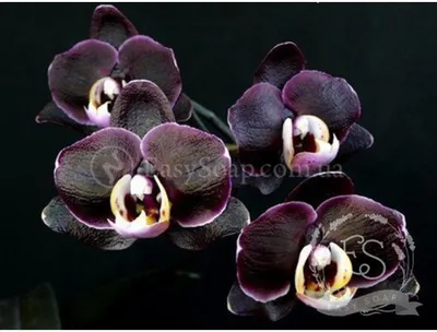 Купить Отдушка \"Черная орхидея\" | EasySoap.com.ua