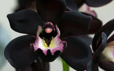 Купить Черная орхидея \"Счастливый Ангел\" ᐉ Доставка по Киеву, Украине |  Орхидс Арт