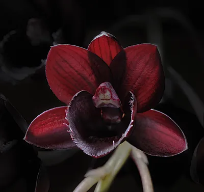 Черная орхидея туман мистика dark …» — создано в Шедевруме
