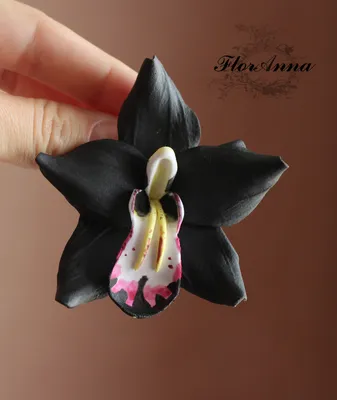 Самая черная орхидея в мире | Пикабу