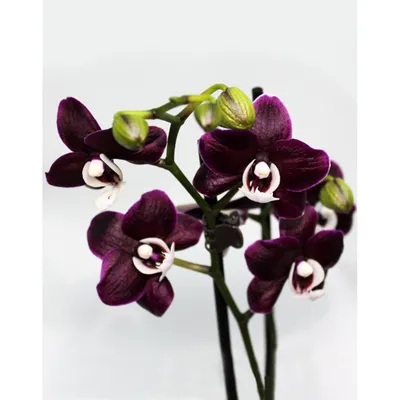 Чёрная орхидея\"(1шт) заколка цветок из полимерной глины. (ID#581646758),  цена: 290 ₴, купить на Prom.ua