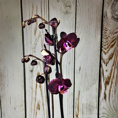 Парфюм Tom Ford Orchid (духи Том Форд Черная Орхидея) Распив 3мл 5мл 10мл  селективная парфюмерия | AliExpress