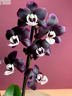 Черная Орхидея купить в горшке в Москве