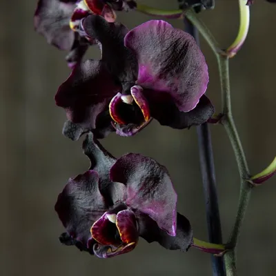 Редкая черная Орхидея купить