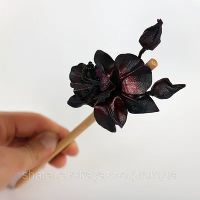 Buy Черная орхидея | Skrami.com