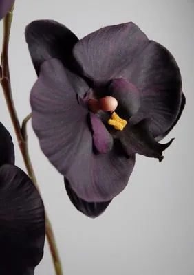черная орхидея стоковое фото. изображение насчитывающей изолят - 18838588