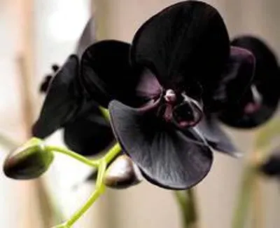 черная орхидея, black orchid, черная орхидея Роберто Браво, black orchid  Роберто Браво, черная орхидея Roberto Bravo, black orchid Roberto Bravo