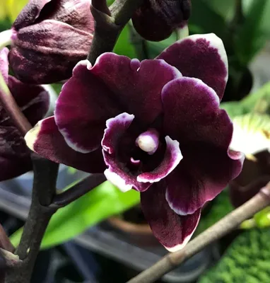 🌿 Чёрная Орхидея — символ тайны, загадочности, эксклюзивности, символ  элиты. Именно поэтому селекционеры бьются над созданием такого… | Instagram