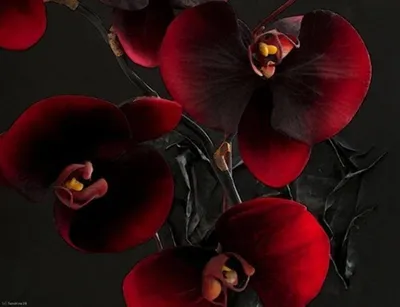 Я её видела ! Черная орхидея Тома Форда! | Приложите ко мне море | Дзен