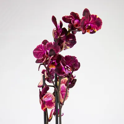 Черная орхидея купить