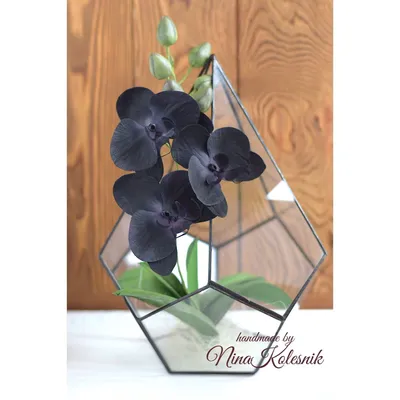 Черная орхидея: существует ли в природе, виды и сорта, черные пятна на  листьях и лепестках, причины появления, способы устранения проблемы