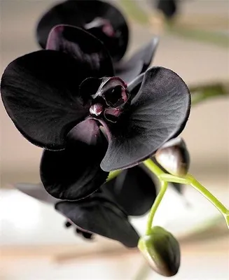Орхидея Phalaenopsis Black, Big Lip