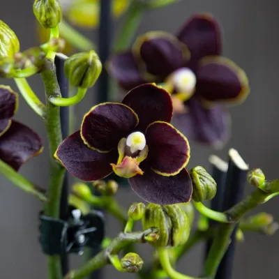 Черная орхидея купить