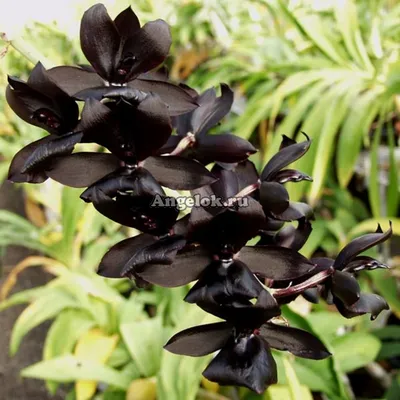 Черная орхидея с белой серединой и…» — создано в Шедевруме