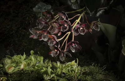 Черная орхидея купить с доставкой