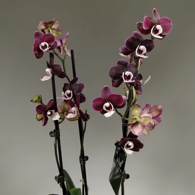 Орхидеи : Чёрная Орхидея Kaoda Twinkle Black