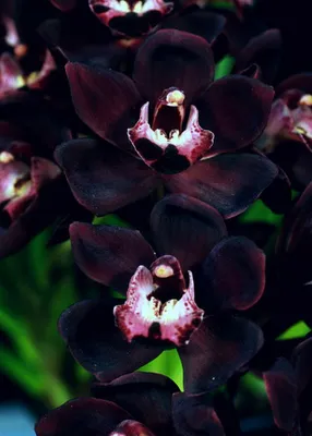 Выращивание и посадка цветка черной орхидеи, сорта: Принц, Птичка, Вдова,  уход