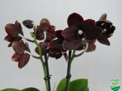 Черная орхидея Black Orchid. Купить Черную орхидею Фаленопсис в Киеве,  Украина - iFlowers