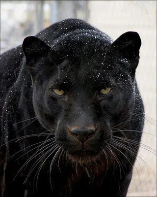 Чёрная пантера (17 фото) black panther | Animals beautiful, Big cats,  Animals and pets
