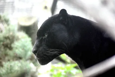 Чёрная пантера в прыжке, лето, …» — создано в Шедевруме