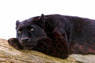 Черная пантера также известная как ягуар Стоковое Изображение - изображение  насчитывающей охотник, хищник: 149232611